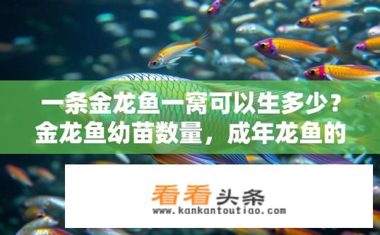 一条金龙鱼一窝可以生多少？金龙鱼幼苗数量，成年龙鱼的一窝能繁殖多少只?