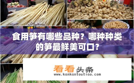食用笋有哪些品种？哪种种类的笋最鲜美可口？