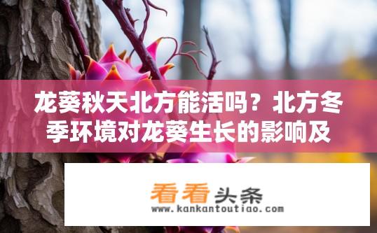龙葵秋天北方能活吗？北方冬季环境对龙葵生长的影响及生命力稳定性探讨