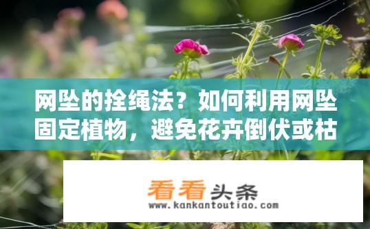 网坠的拴绳法？如何利用网坠固定植物，避免花卉倒伏或枯萎？
