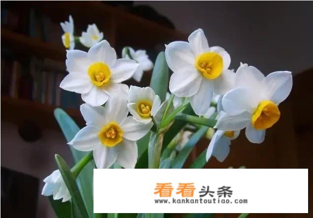 飞鹤4段哪个系列好？