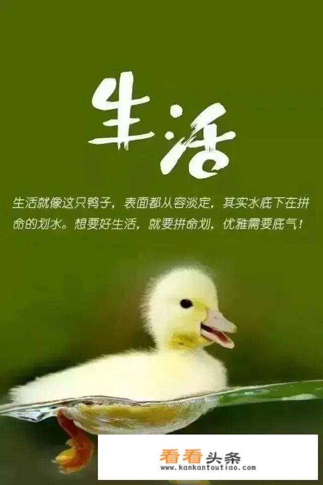 飞鹤4段哪个系列好？