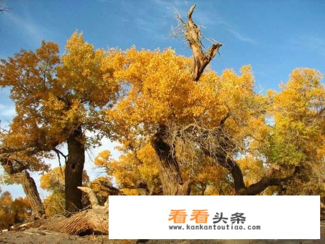 秋天去哪里旅游比较合适？