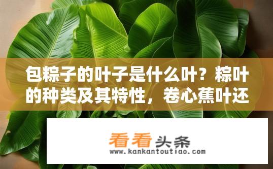 包粽子的叶子是什么叶？粽叶的种类及其特性，卷心蕉叶还是葛蒲叶？