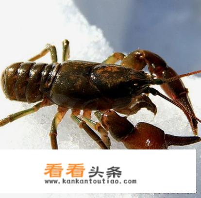水蝲蛄与小龙虾的区别？