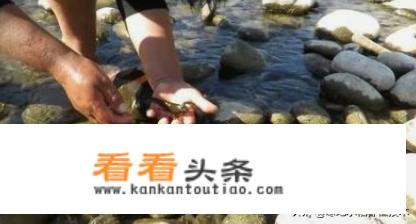 水蝲蛄与小龙虾的区别？