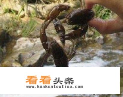 水蝲蛄与小龙虾的区别？