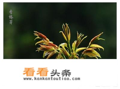 香椿芽生吃有毒吗？