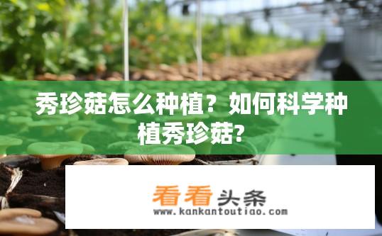 秀珍菇怎么种植？如何科学种植秀珍菇?