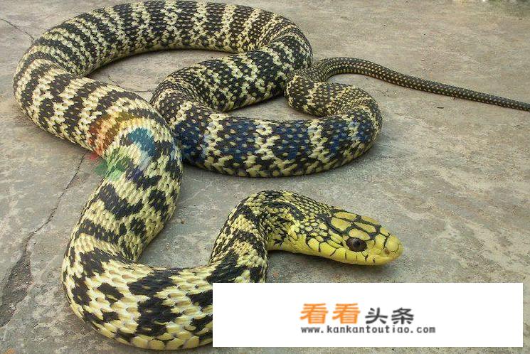 筒花菜怎么做好吃？