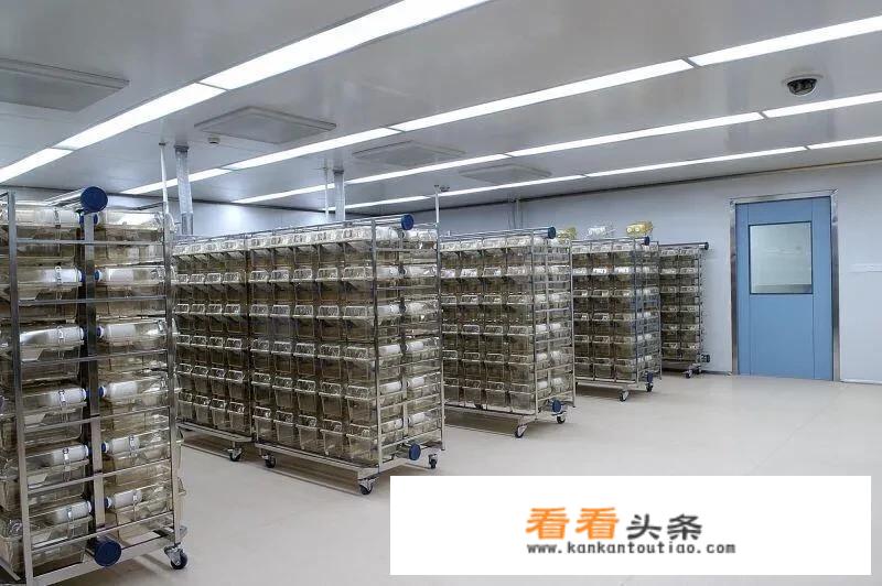 库洛米是什么生物？