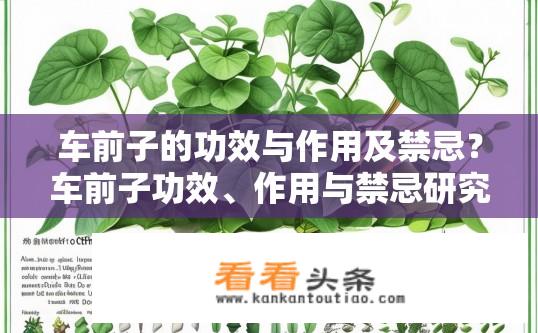 车前子的功效与作用及禁忌？车前子功效、作用与禁忌研究及其临床应用探讨