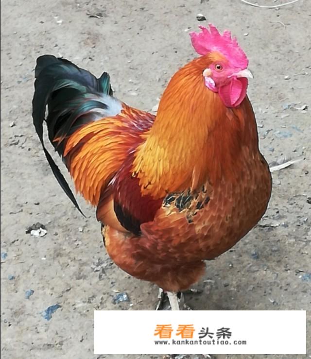 红烧肉怎么做才会不柴？