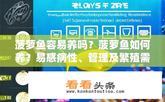 菠萝鱼容易养吗？菠萝鱼如何养？易感病性、管理及繁殖需求解析