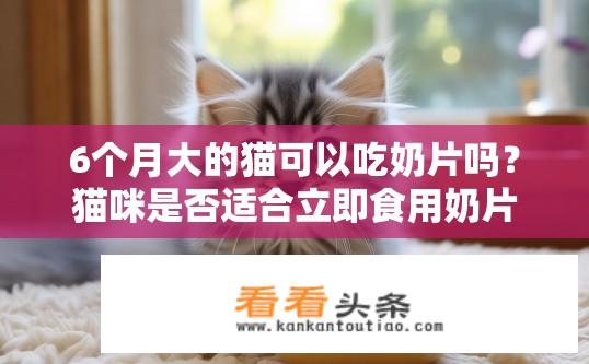 6个月大的猫可以吃奶片吗？猫咪是否适合立即食用奶片？