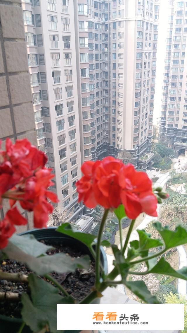 成都4月为什么这么热？
