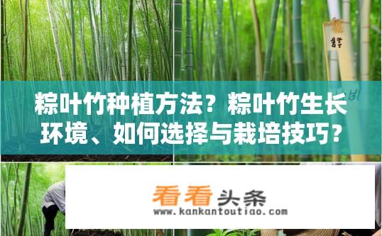 粽叶竹种植方法？粽叶竹生长环境、如何选择与栽培技巧？
