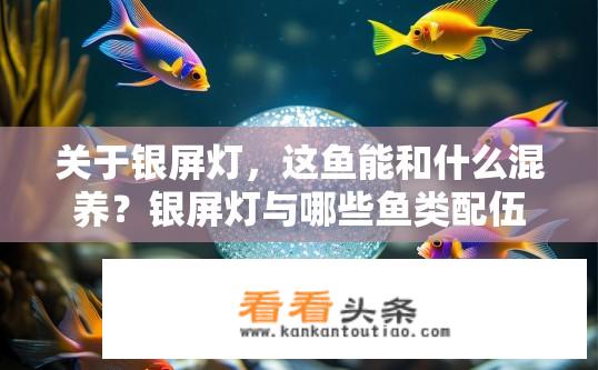 关于银屏灯，这鱼能和什么混养？银屏灯与哪些鱼类配伍效果最佳？
