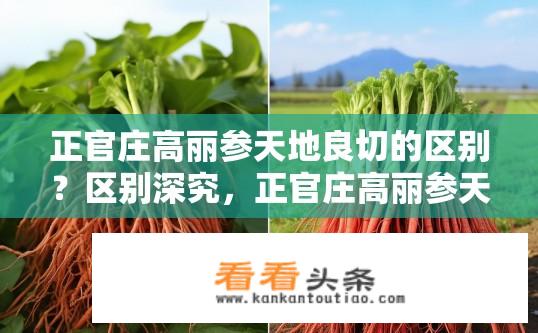 正官庄高丽参天地良切的区别？区别深究，正官庄高丽参天地良切的特性比较？