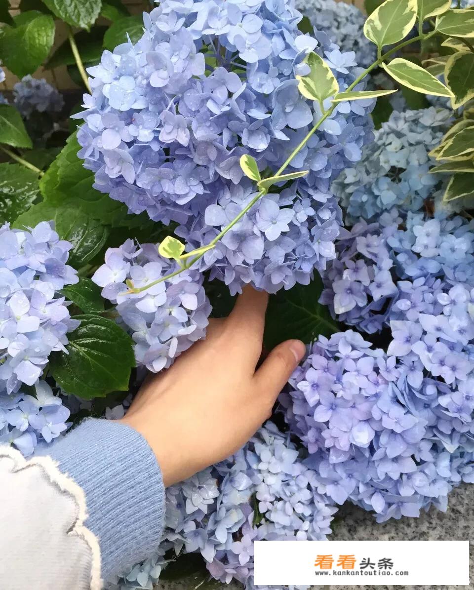 无尽夏夏天换盆注意事项？
