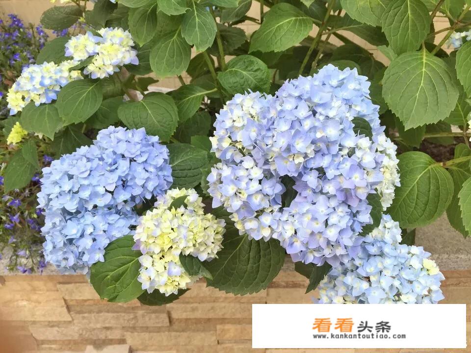 无尽夏夏天换盆注意事项？