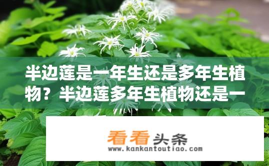 半边莲是一年生还是多年生植物？半边莲多年生植物还是一年生植物？