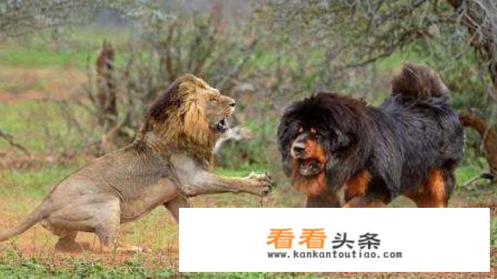 藏獒与中亚牧羊犬能一起养吗（从小一起长大）？