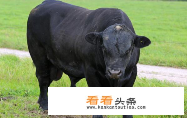 什么意思是，老牛吃嫩草，男女相差几岁才是，老牛吃嫩草？