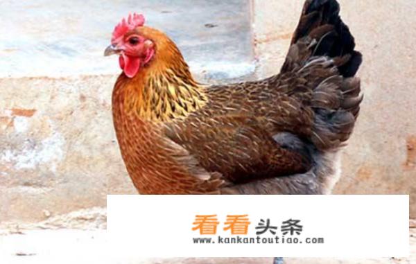 什么意思是，老牛吃嫩草，男女相差几岁才是，老牛吃嫩草？