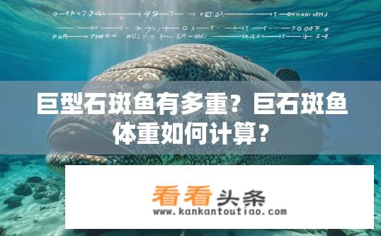 巨型石斑鱼有多重？巨石斑鱼体重如何计算？