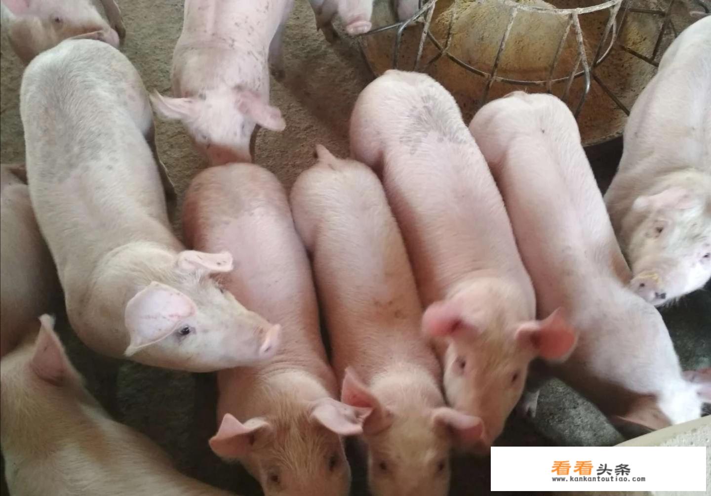 鼻涕猪Gesundheit40关BOSS怎么打？那两个红怪会被吃掉吗？谢谢？