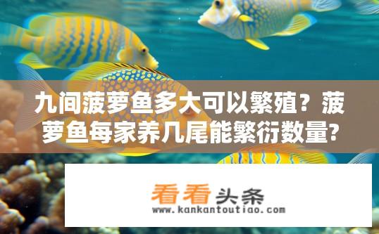 九间菠萝鱼多大可以繁殖？菠萝鱼每家养几尾能繁衍数量?