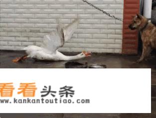 14款沃尔沃v40值不值得买？