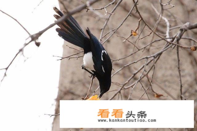 请问现在如何应对喜鹊破坏庄稼？
