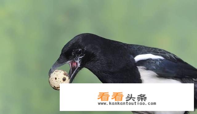请问现在如何应对喜鹊破坏庄稼？