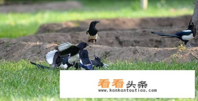 请问现在如何应对喜鹊破坏庄稼？