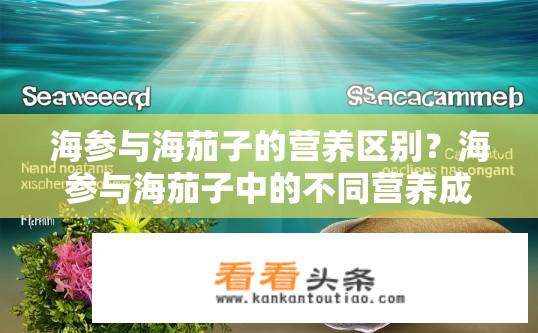 海参与海茄子的营养区别？海参与海茄子中的不同营养成分及其差异?