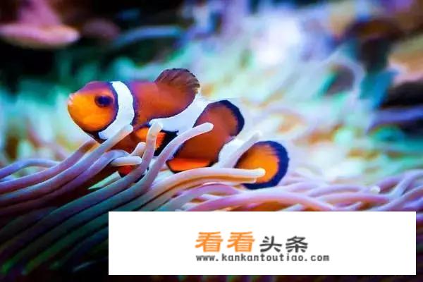 泰国普吉深潜哪个岛比较好？