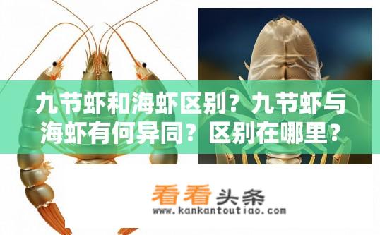 九节虾和海虾区别？九节虾与海虾有何异同？区别在哪里？