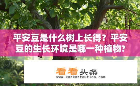 平安豆是什么树上长得？平安豆的生长环境是哪一种植物?