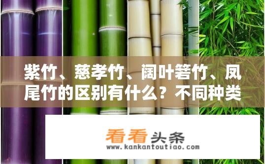 紫竹、慈孝竹、阔叶箬竹、凤尾竹的区别有什么？不同种类紫竹、慈孝竹、阔叶箬竹和凤尾竹的特点有何区别？