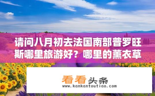 请问八月初去法国南部普罗旺斯哪里旅游好？哪里的薰衣草向日葵还在开放？八月最佳普罗旺斯旅行目的地，薰衣草与向日葵盛开之地