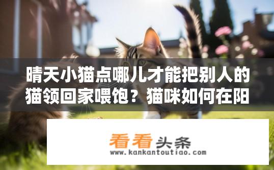晴天小猫点哪儿才能把别人的猫领回家喂饱？猫咪如何在阳光明媚的日子里将陌生家猫成功领养并提供充足食物呢？