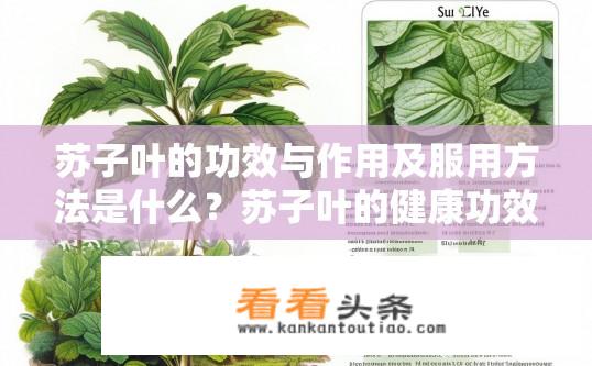 苏子叶的功效与作用及服用方法是什么？苏子叶的健康功效和最佳食用方式是怎样的？