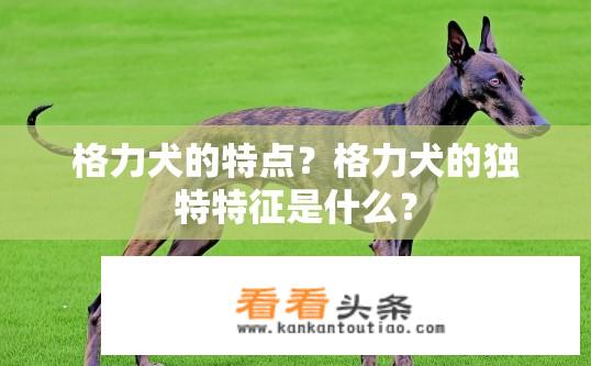 格力犬的特点？格力犬的独特特征是什么？