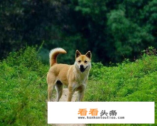 养狗跟养娃，情感上的收获类似吗？