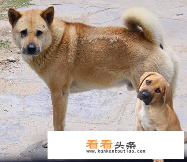 养狗跟养娃，情感上的收获类似吗？