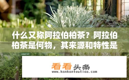 什么又称阿拉伯柏茶？阿拉伯柏茶是何物，其来源和特性是什么?