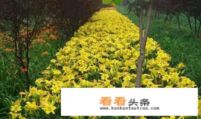 夏季分株栽种金娃娃萱草行吗？如何栽种成活率高？