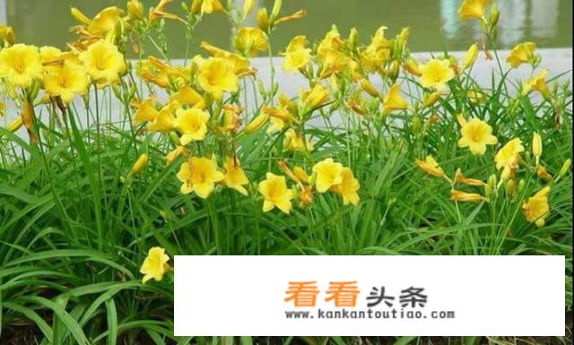 夏季分株栽种金娃娃萱草行吗？如何栽种成活率高？